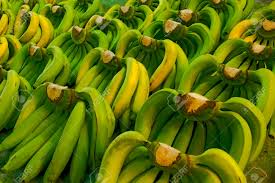 Cavendish banana bananas contain about 74% water, 23% carbohydrate, 1% protein, and 0.5% fat. Bunches Of Geen Raw Cavendish Banana Fruits In Market Stock Photo Picture And Royalty Free Image Image 147254956