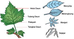Aug 04, 2021 · dalam mempelajari struktur dan fungsi daun tentu saja tidak bisa lepas dari jaringan penyusun organ daun. Organ Pada Tumbuhan Lengkap Pengertian Struktur Fungsi Dll