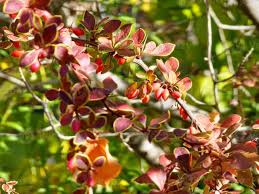 Image result for Berberidaceae