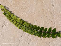 Image result for Asplenium variabile