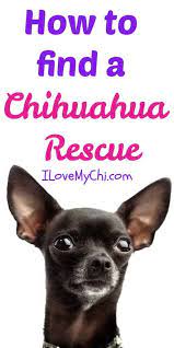 How To Find A Chihuahua Rescue Chihuahua Rescue Chihuahua Rescue Puppies
