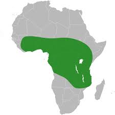 Image result for Oryza barthii