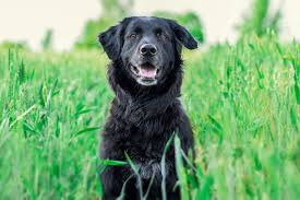 In addition to a black lab and a black german shepherd mixed with a golden retriever, there are tons of other options that could produce dogs that look like black goldens. 6 Dogs That Look Like Black Golden Retrievers With Pictures Golden Hearts