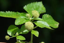 Image result for Lecanthus peduncularis