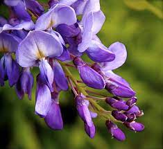 Flower Close Ups Flower Close Up Wisteria Plant Flowers Photography
