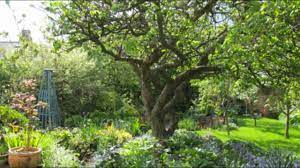 The apple tree guild example. Planning A Low Maintenance Fruit Garden
