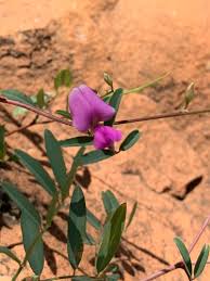 Image result for Tephrosia reptans