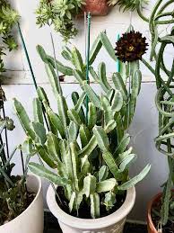 Caralluma Speciosa Suculentas Cactos E Suculentas Plantas