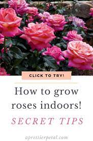 How To Grow Roses Indoors Tips Growing Roses Planting Roses Indoor Roses Plant