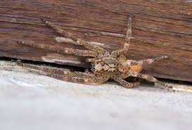 Lieber eine taube am dach als eine blinde im bett. Spinne Im Bett Was Tun Focus De
