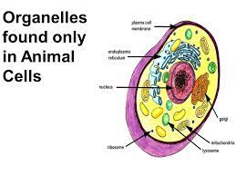 Using the equations above, explain the. Topic Cells Aim Describe The Different Cell Organelles And Their Functions Do Now Explain What Organisms Consist Of Hw Read P 39 Write A Paragraph Ppt Download