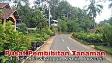 Melewati Salah Satu Pusat Pembibitan Tanaman Di Desa Rejowinangun ...