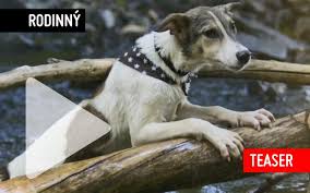 Výherci budou zveřejněni vždy nejpozději ve 4. Gump Pes Ktery Naucil Lidi Zit Se Predstavuje V Teaseru Video Totalfilm Cz