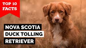 Image result for nova scotia duck tolling retrívr
