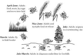 Smith thompson is your trusted pest control provider in dallas, texas. Role Of Entomopathogenic Fungi In Integrated Pest Management Sciencedirect