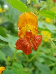 Image result for Impatiens zombensis