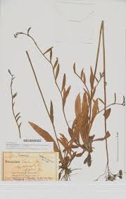 Image result for Justicia heterocarpa