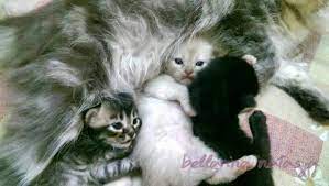 Tak lama kemudian ayahnya mendadak mencari bayu untuk malaksanakan hal yang tadiny batal. Distokia Masalah Kucing Beranak Dystocia Cat Birth Difficulties Ini Adalah Bellarina Natasya