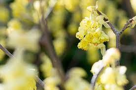 I suoi fiori a grappolo bianchi, lilla, viola oppure blu. Piante Profumate Quali Sono E In Quali Stagioni Fioriscono