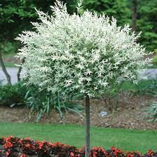 These grafted nishiki willows were placed too close to the homeowners patio. Salix Hakuro Nishiki Spring Meadow Wholesale Liners Spring Meadow Nursery