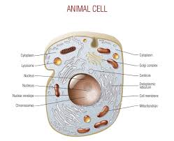 While there are several differences between them ** be sure to take the utmost precaution and care when performing a microscope experiment. Cytokinesis In Plants And Animals Biology Wise