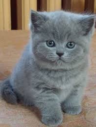 Gatito Gris Gatito Gris Grey Gatitos 1 Peina Tus Pelos A La Mayoria De Los Perros Les G 2020 Sevimli Kedi Yavrulari Sevimli Hayvan Yavrulari Sevimli Kediler