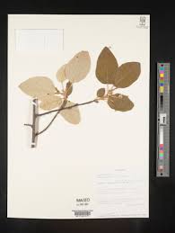 Image result for Lannea antiscorbutica