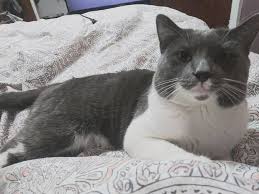 Toledo pet care services that go above and beyond. Community Pet Care Clinic 4808 S Detroit Ave Toledo Oh 43614 Usa