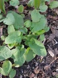 Image result for Sonchus luxurians