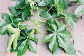 Image result for myrianthus arboreus leaves pictures