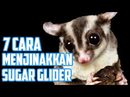 7 Cara Menjinakkan Sugar Glider Galak Youtube