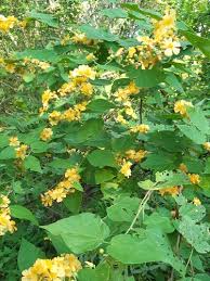 Image result for Wissadula