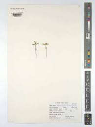 Image result for Exacum oldenlandioides