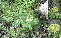 Image result for Agrocharis pedunculata