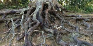 279,677 likes · 1,430 talking about this · 2,594 were here. Tree Roots Priority Trees