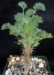 Image result for Lycopodiella sarcocaulon
