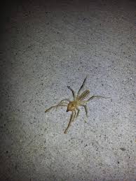 These arachnids became infamous after the gulf war. Sweet Camel Spider Outside My House Imgur