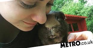 I still miss my guinea pig