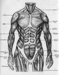 free download torso muscular chart by badfish81 828x1040