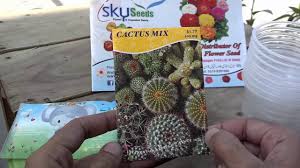 Seeds and seedlings can look very similar for the first few years. How To Grow Cactus From Seeds How To Start Cactus Seeds New Way To Cactus Urdu Hindi Youtube