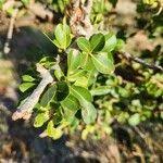 Image result for Manilkara mochisia