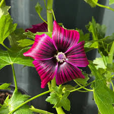 Image result for Barleria setosa