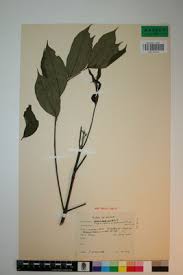 Image result for Fagaropsis