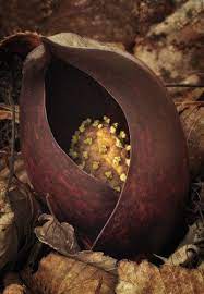 It is the eastern skunk cabbage, symplocarpus foetidus. Semilla De La Calabaza Skunk Cabbage Yellow Seed Pod Seed Pods Seeds Pods