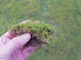 Here i detail my program to get this custo. Moss Control Pitchcare