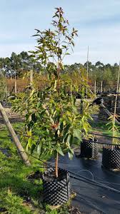 Image result for Lophostemon confertus