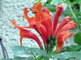 Image result for Tecomaria nyassae