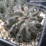 Image result for Tinnea eriocalyx