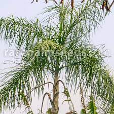 Queen palms is great in complementing all types and styles of landscapes. Chamaedorea Plumosa Baby Queen Palm Buy Seeds At Rarepalmseeds Com