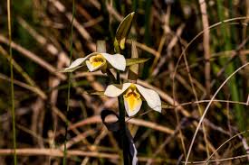 Image result for Trochomeria hookeri